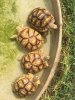 ImageUploadedByTortoise Forum1468078810.816817.jpg