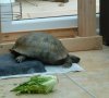 ImageUploadedByTortoise Forum1469117122.237475.jpg