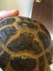 ImageUploadedByTortoise Forum1469134854.184190.jpg