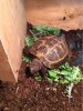 ImageUploadedByTortoise Forum1469334022.230066.jpg