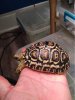 ImageUploadedByTortoise Forum1469498152.470761.jpg