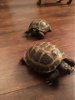 ImageUploadedByTortoise Forum1469678767.563751.jpg