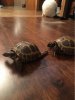 ImageUploadedByTortoise Forum1469678783.393367.jpg