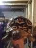 ImageUploadedByTortoise Forum1469907835.994261.jpg