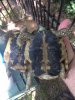 ImageUploadedByTortoise Forum1469984515.585268.jpg