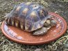 ImageUploadedByTortoise Forum1470445457.576873.jpg