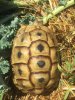 ImageUploadedByTortoise Forum1470505614.385633.jpg