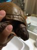 ImageUploadedByTortoise Forum1470621722.804702.jpg