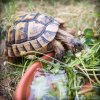 ImageUploadedByTortoise Forum1470672182.846210.jpg