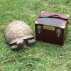 ImageUploadedByTortoise Forum1470773396.385604.jpg