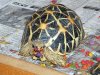 Tortoise2.jpg