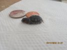 deceased turtle 001.JPG
