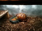 box turtle 001.JPG