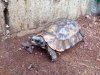 ImageUploadedByTortoise Forum1471751764.759097.jpg