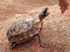 ImageUploadedByTortoise Forum1471752622.722889.jpg