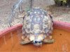 ImageUploadedByTortoise Forum1471752666.926379.jpg