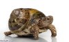 Tortoise-Wearing-a-Snail-Shell--127683.jpg