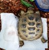 tortoise_aug28_2016.jpg