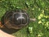 ImageUploadedByTortoise Forum1472405179.759454.jpg