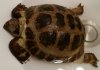 tortoise_update_2016-08-29.jpg