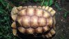 ImageUploadedByTortoise Forum1472785219.264520.jpg