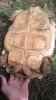 ImageUploadedByTortoise Forum1472837652.822450.jpg