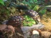 ImageUploadedByTortoise Forum1473010570.541601.jpg