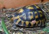 ImageUploadedByTortoise Forum1473076117.493892.jpg