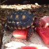 ImageUploadedByTortoise Forum1473098512.538719.jpg