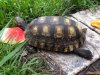 ImageUploadedByTortoise Forum1473098999.015640.jpg