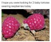 Raspberry babes.jpg