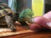 ImageUploadedByTortoise Forum1473700343.026538.jpg