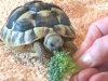 ImageUploadedByTortoise Forum1473700360.667099.jpg