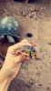 New Tortoises.png