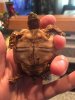 ImageUploadedByTortoise Forum1473970691.666741.jpg