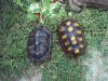 Yellowfoot tortoises 9-30-15 b.jpg