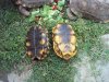 Yellowfoot tortoises 9-30-15 c.jpg