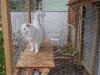 email angel cat enclosure.jpg