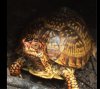 ImageUploadedByTortoise Forum1474424110.968799.jpg