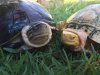 ImageUploadedByTortoise Forum1474660787.003859.jpg