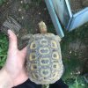 ImageUploadedByTortoise Forum1474995610.581035.jpg