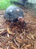 ImageUploadedByTortoise Forum1475443934.678974.jpg