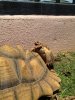 Russian tortoise.JPG