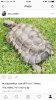 ImageUploadedByTortoise Forum1476355113.264220.jpg