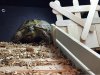 ImageUploadedByTortoise Forum1476607703.112754.jpg