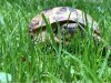 ImageUploadedByTortoise Forum1476607871.102949.jpg