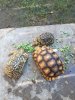 ImageUploadedByTortoise Forum1476829844.850441.jpg