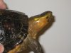 Chinese snake-head turtle.JPG