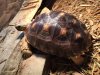 ImageUploadedByTortoise Forum1477262408.156027.jpg