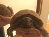 ImageUploadedByTortoise Forum1477274517.289288.jpg